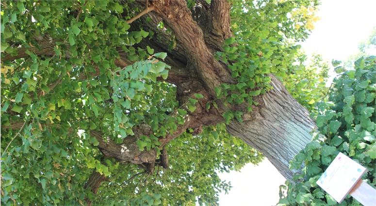 Le tilleul de la cense de Hongrie à  Rosult classé également arbres remarquable