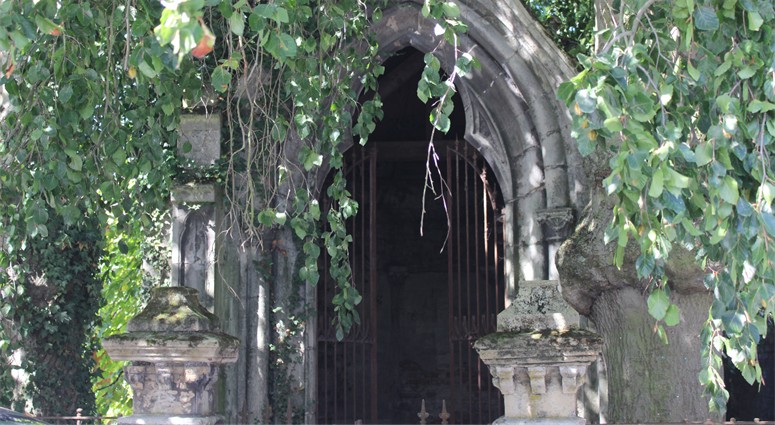 les hêtres pleureurs de la chapelle de Rosult 