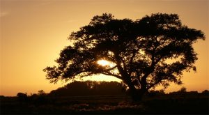 A Bellaing, le peuplier repère, l'arbre des celtes,