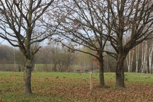 le parcours permanent d'orientation du Parc de la Porte du Hainaut